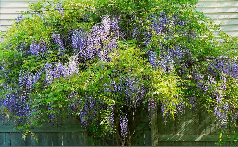 wisteria vine in full bloom