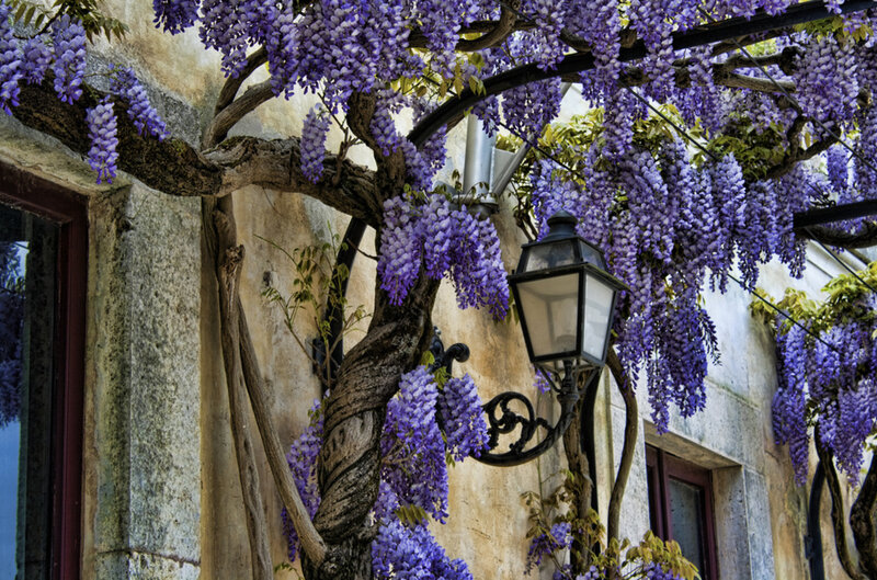 Wisteria Vine on Building
