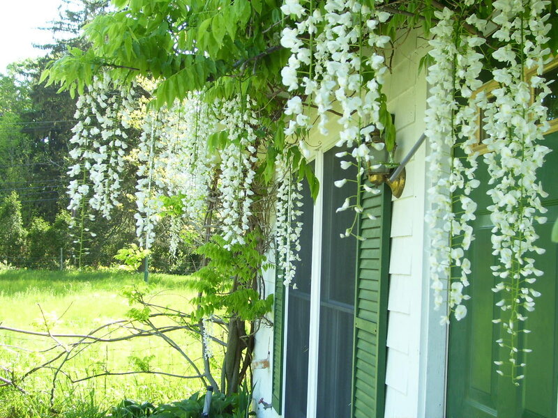 Wisteria Vine on House