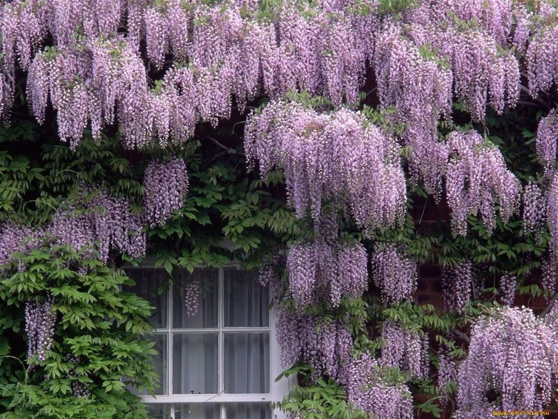 Wisteria Vines on Building