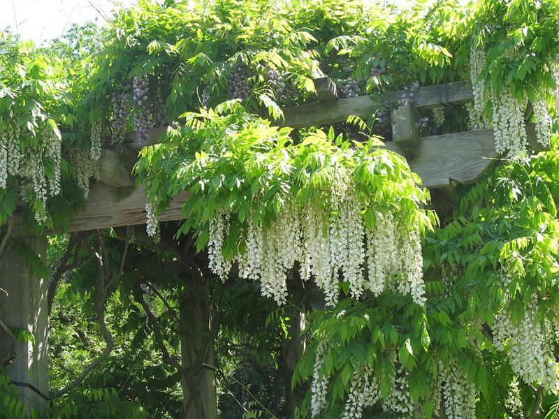 Wisteria Vines on Pergola