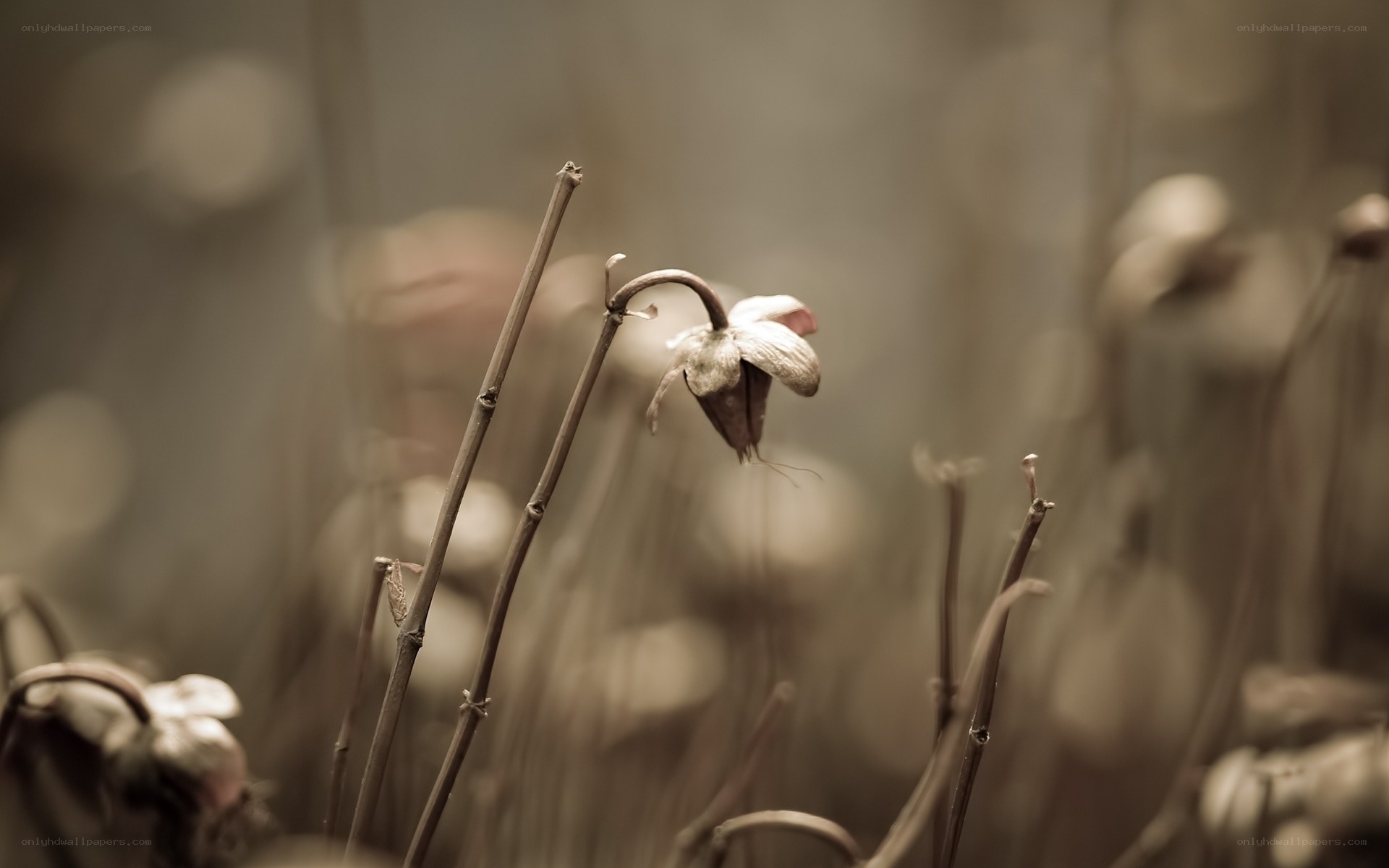 withered flower in sepia