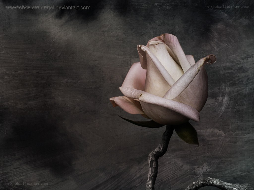 withering rose on dark background