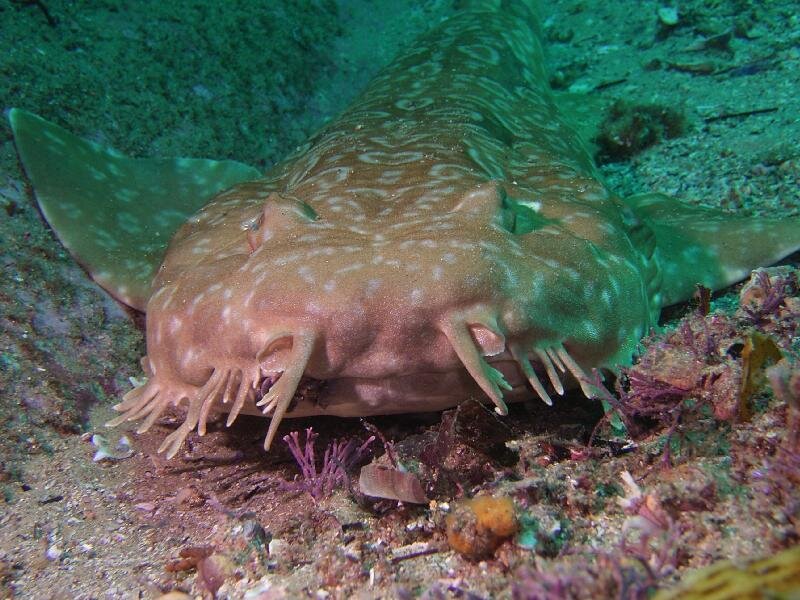 Wobbegong Shark on Seabed