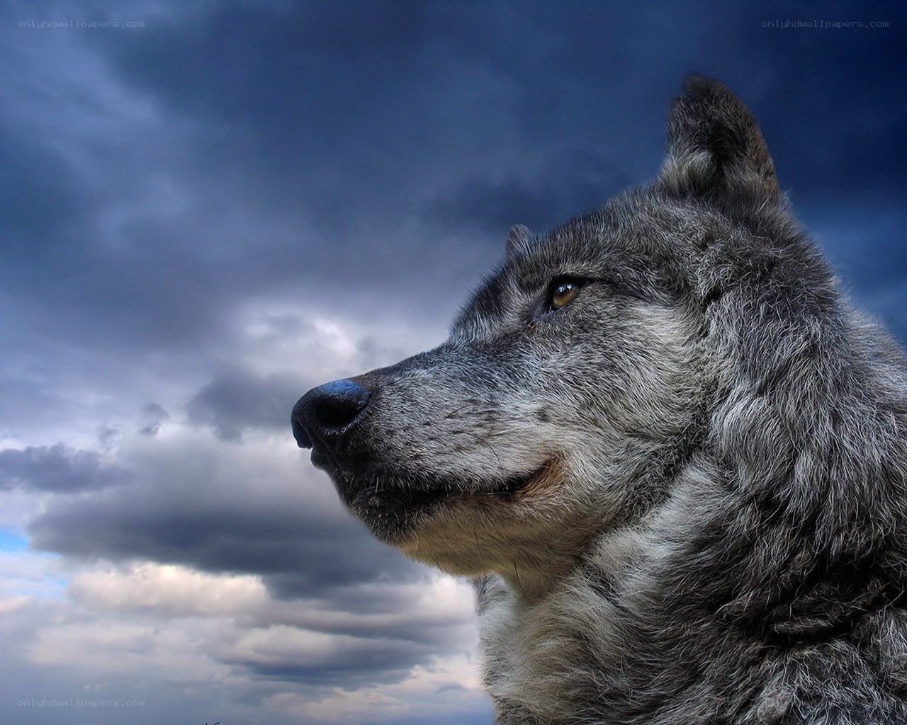 wolf against stormy sky