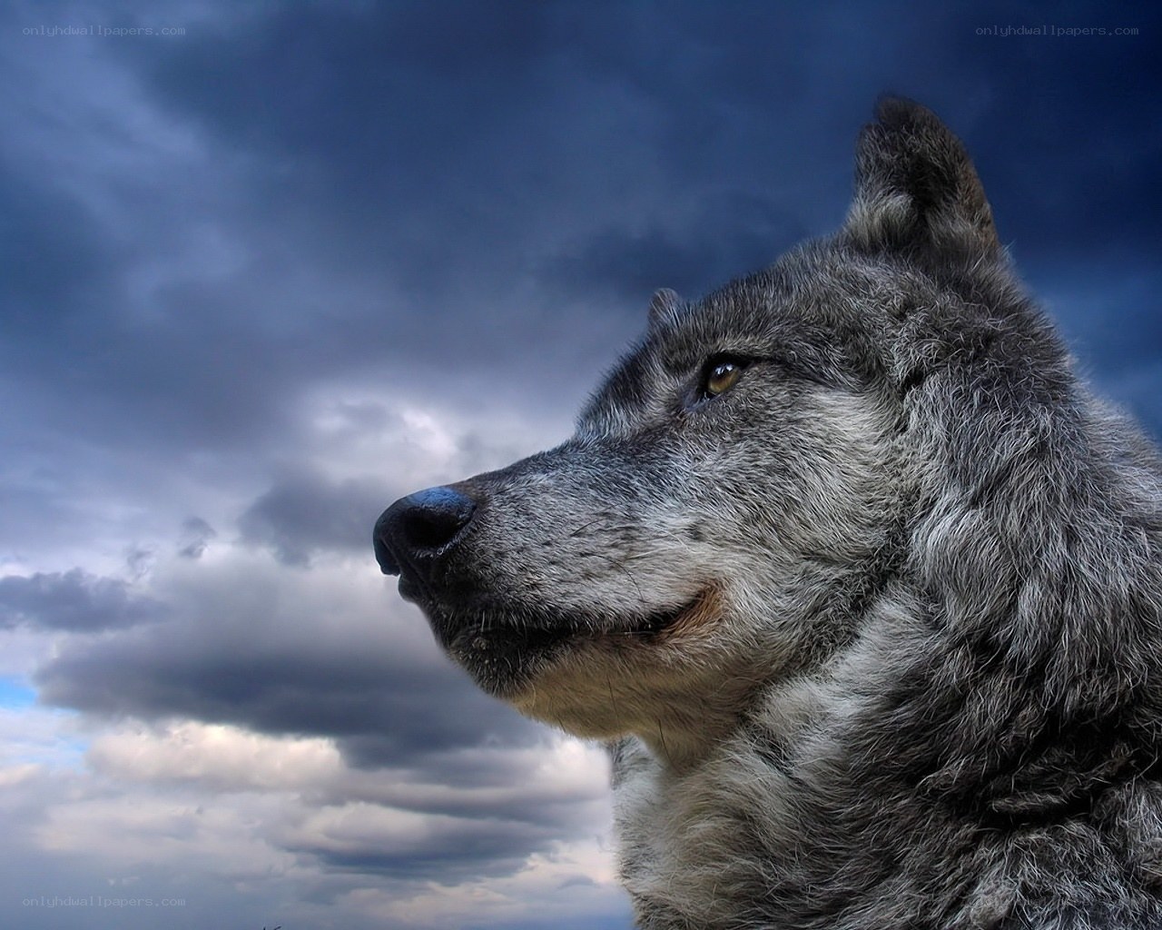 wolf against stormy sky