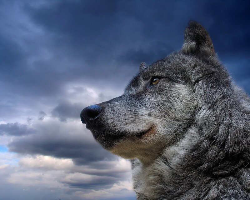 wolf against stormy sky