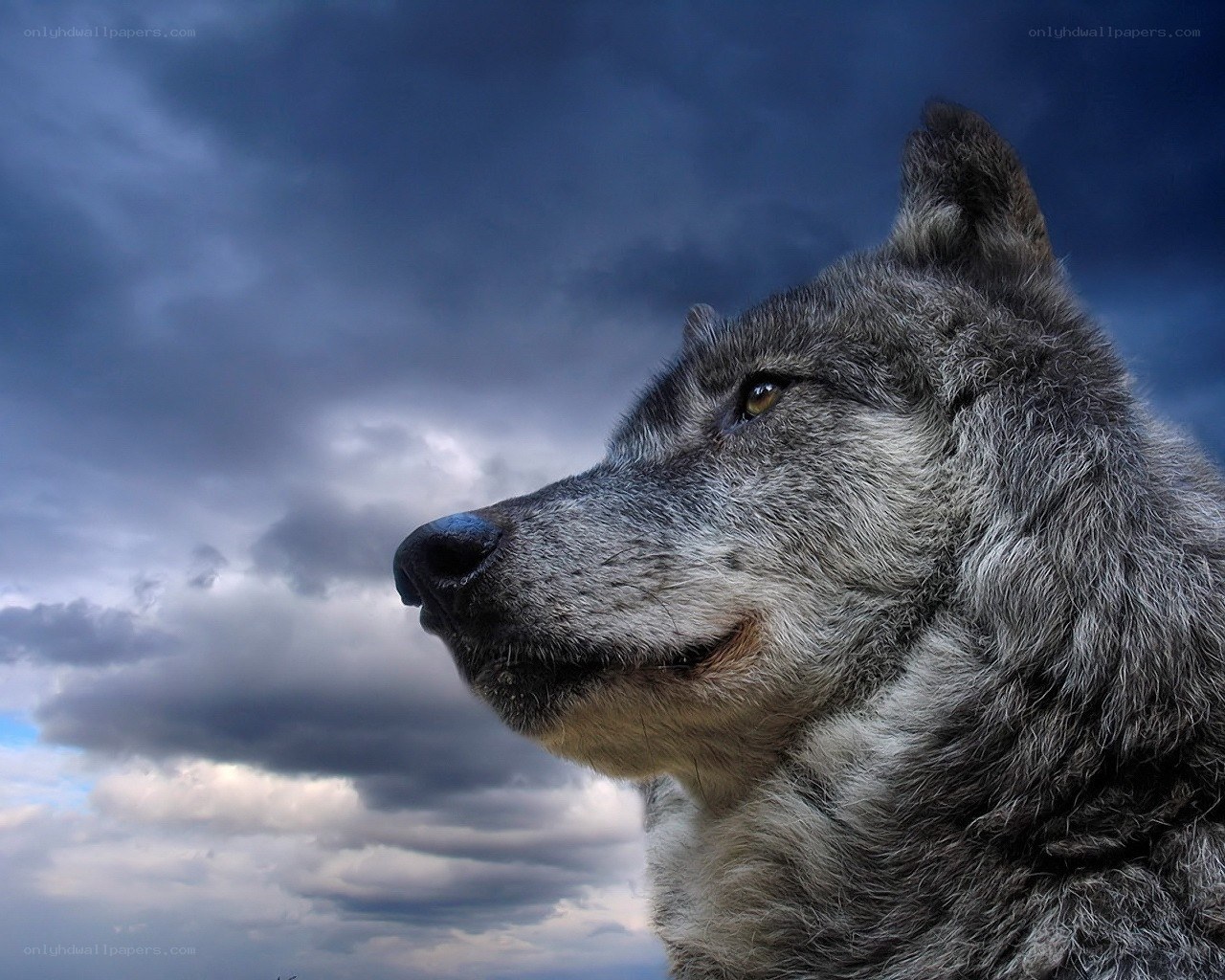 wolf against stormy sky
