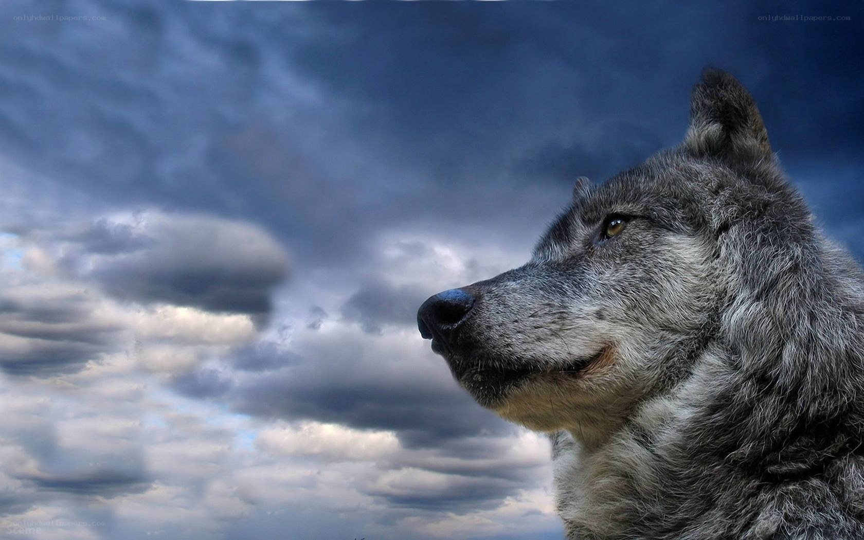 wolf against stormy sky