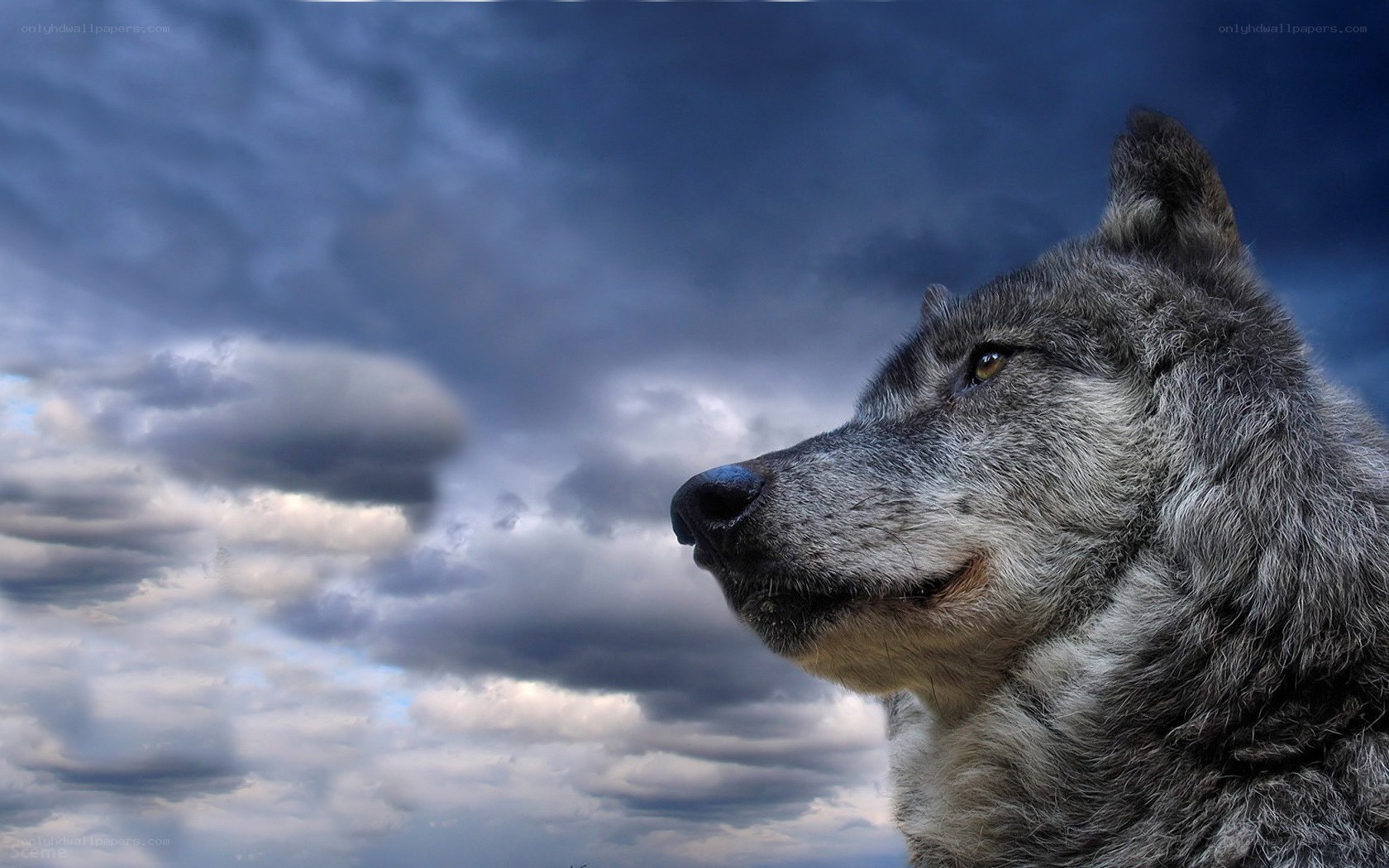 wolf against stormy sky