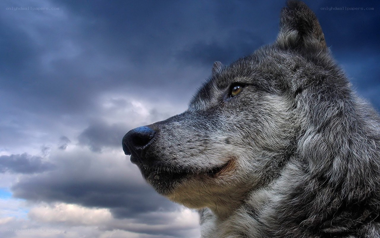 wolf against stormy sky