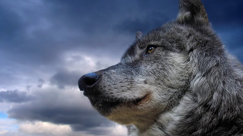 wolf against stormy sky