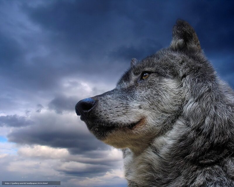 wolf against stormy sky