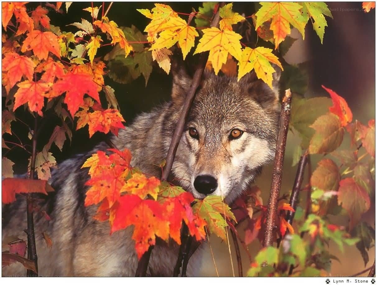 Wolf among autumn leaves