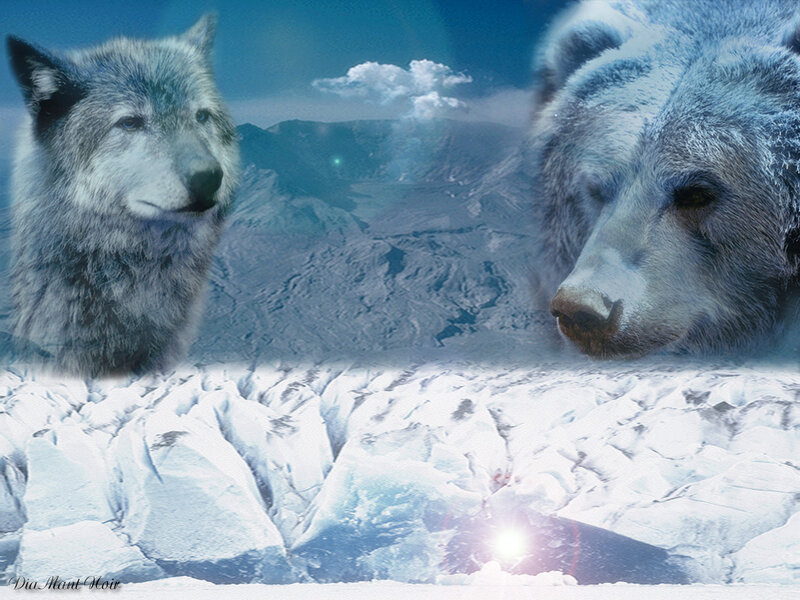 Wolf and Bear in Snow