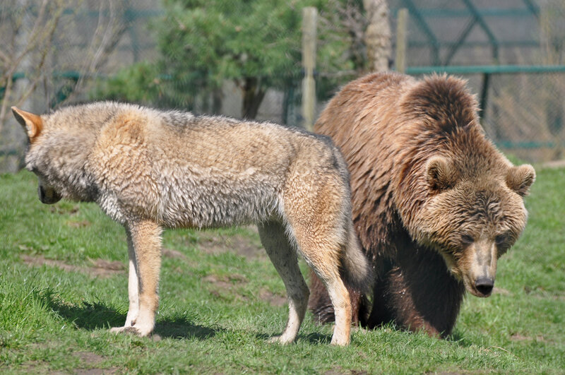 Wolf and Bear Together