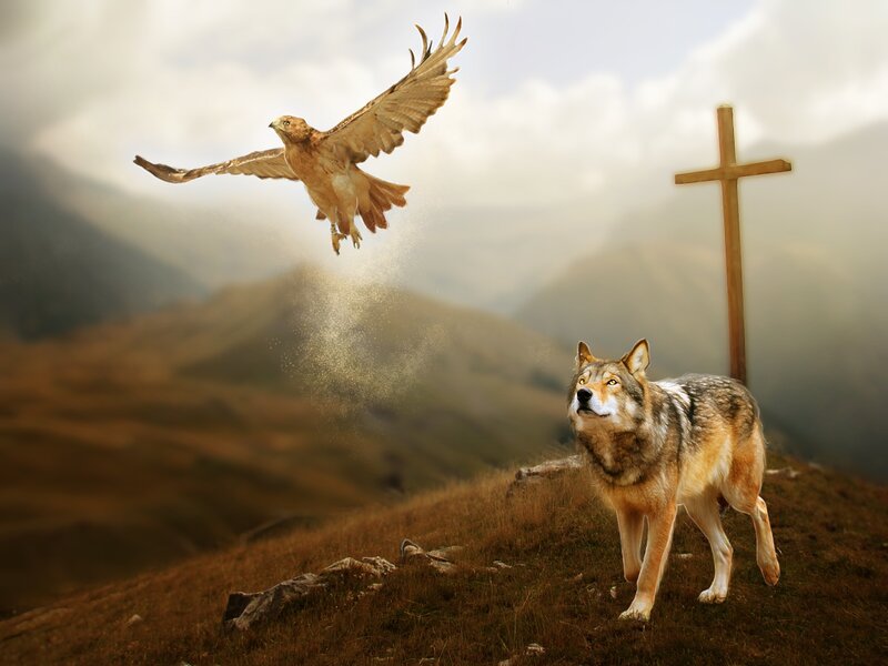 Wolf and Bird on Hill