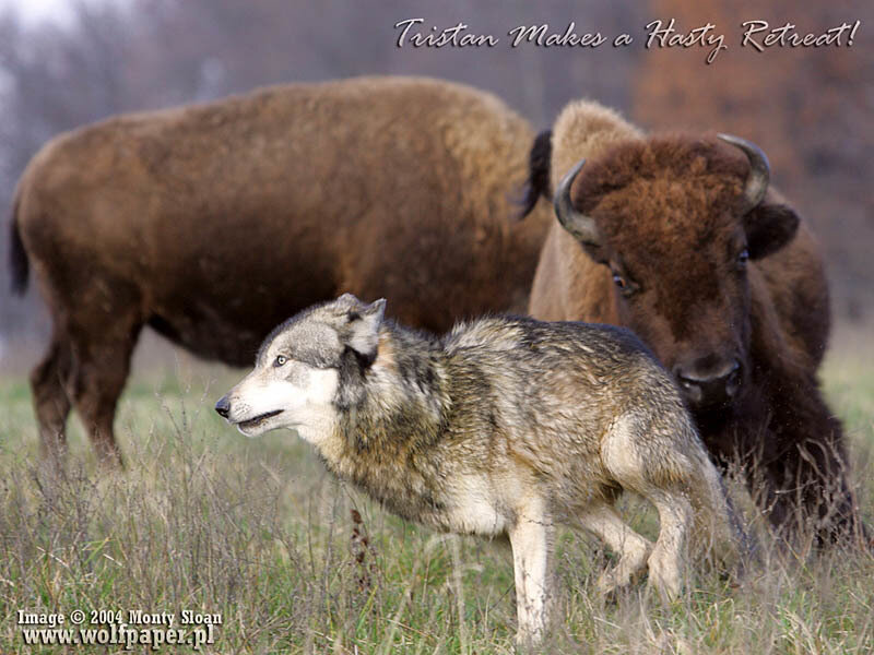 Wolf and Bison in Field