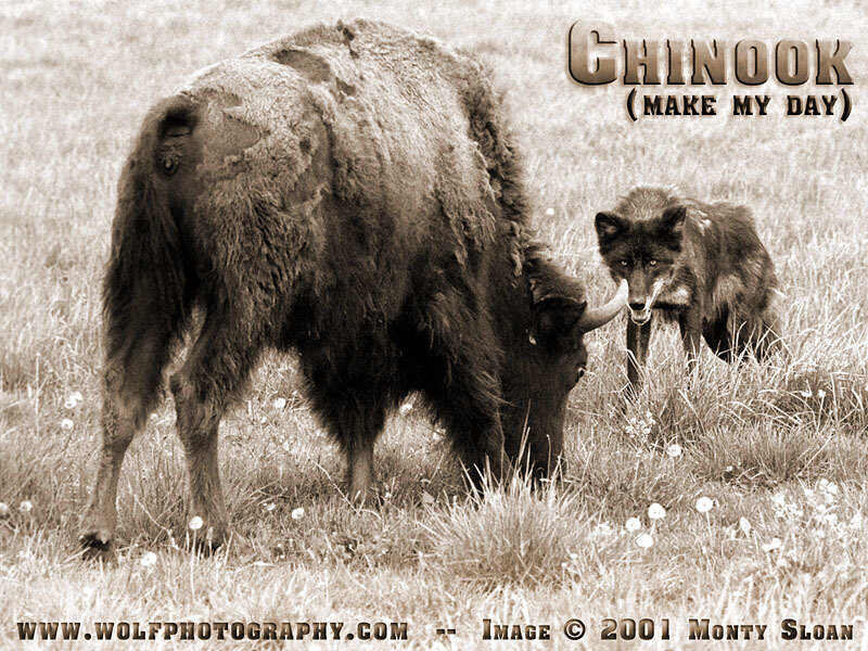 Wolf and Bison