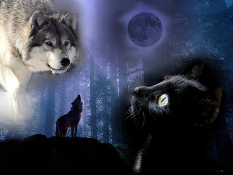 Wolf and Black Cat