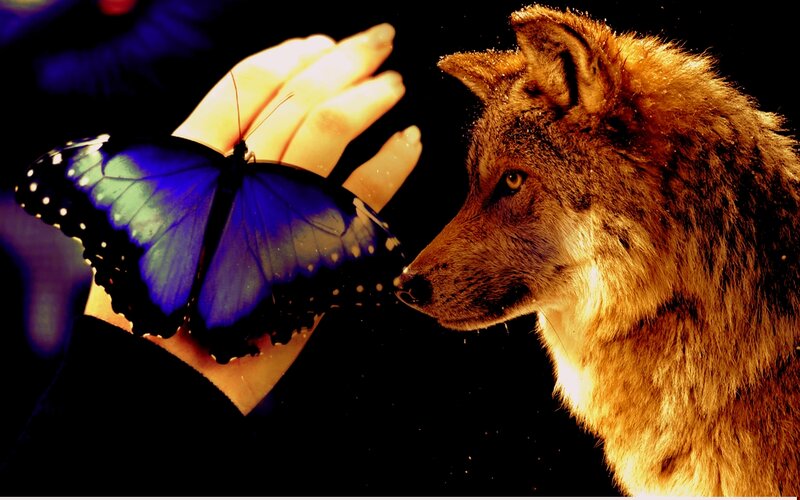 Wolf and Blue Butterfly