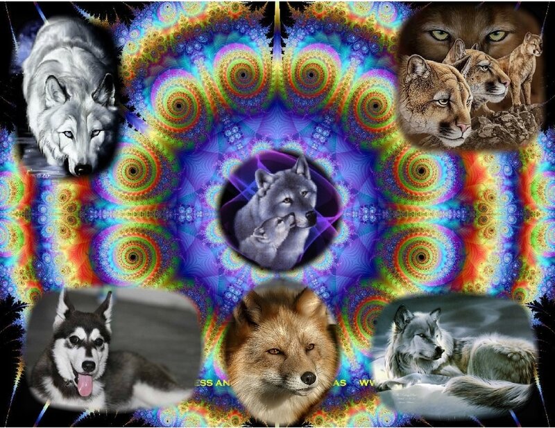 Wolf and Canine Collage
