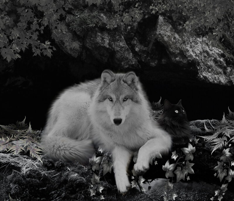 Wolf and Cat in Forest