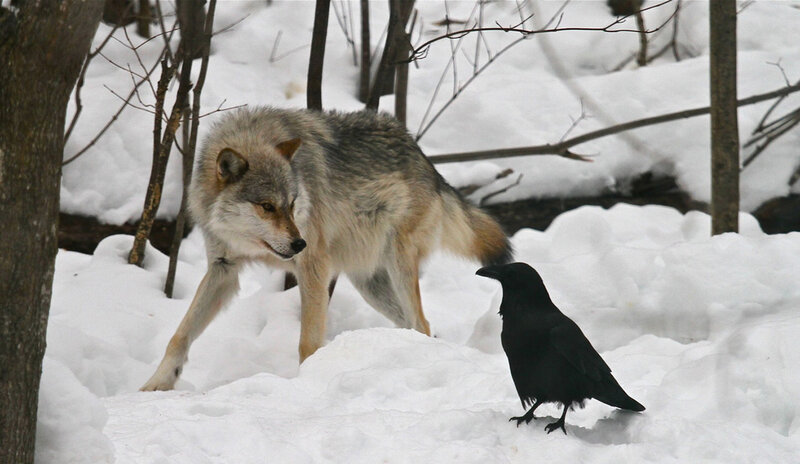 Wolf and Crow in Snow