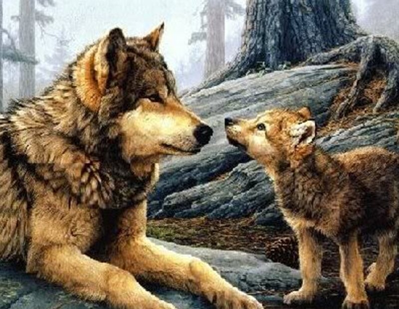 Wolf and cub in forest