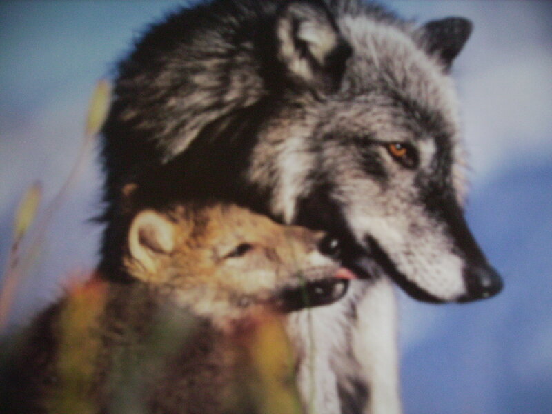 wolf and cub in nature