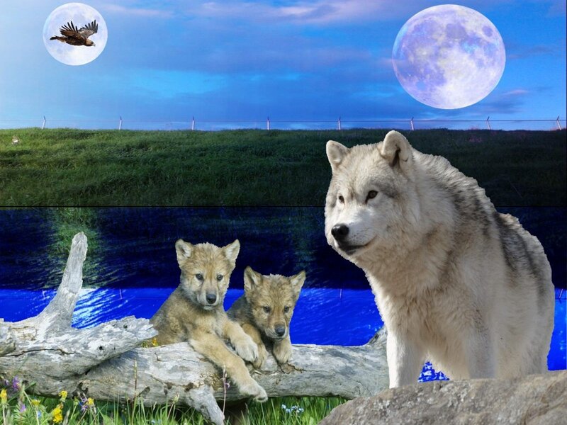 Wolf and Cubs — Blue