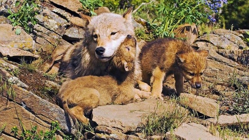 Wolf and Cubs — Brown