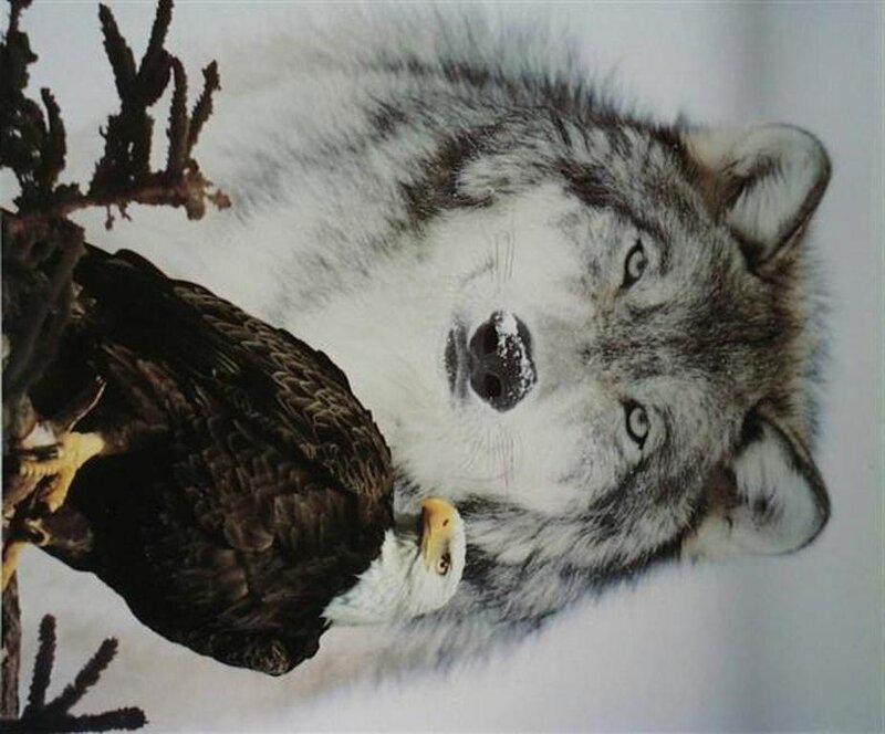 Wolf and Eagle