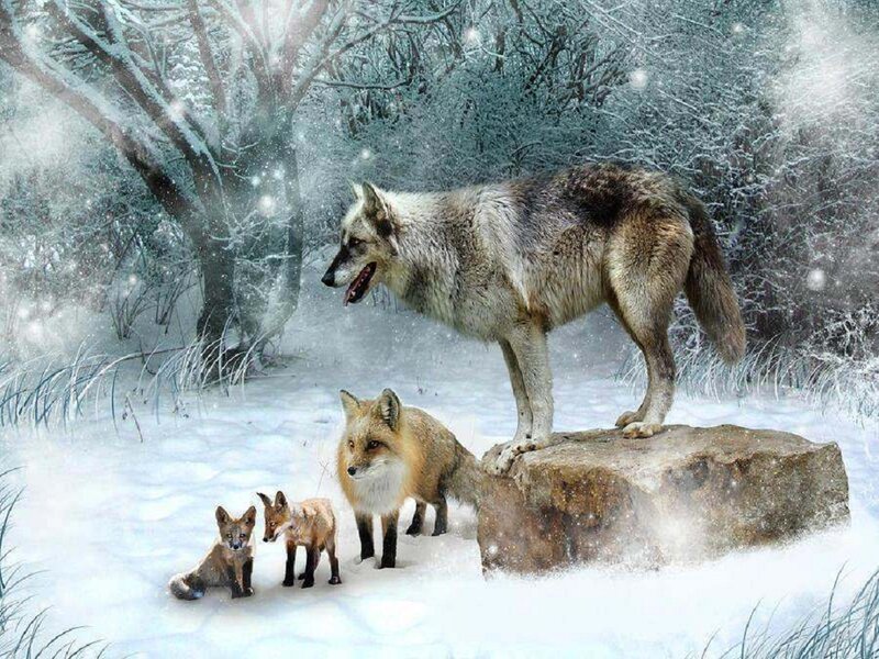 Wolf and Fox Family