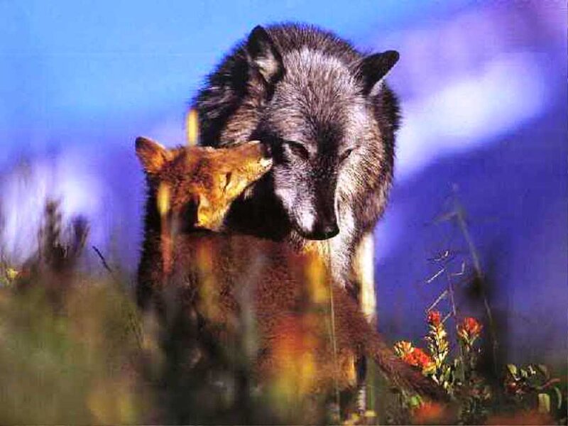 Wolf and Fox in Field — Blue