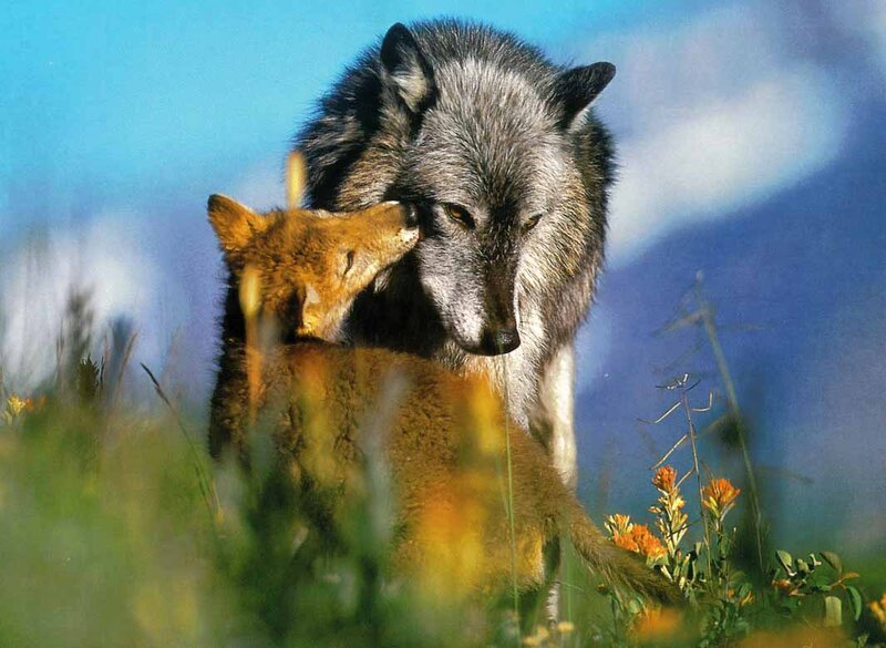 Wolf and Fox in Field