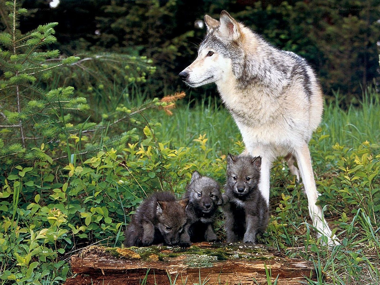 Wolf and her cubs in the forest