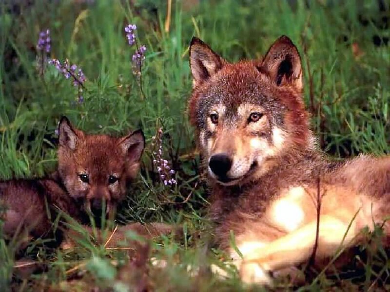 Wolf and her pup in grass