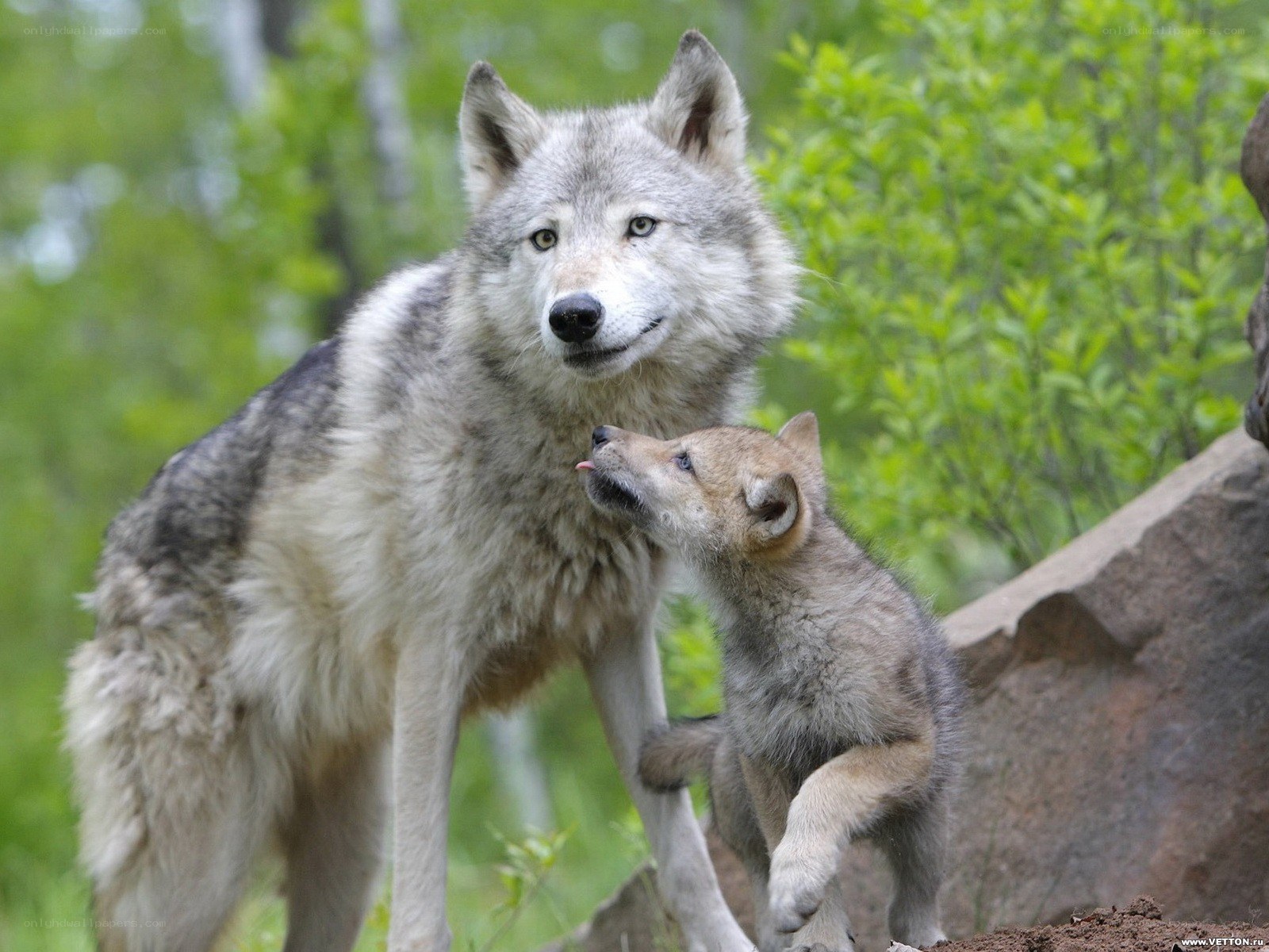 Wolf and her pup in the forest