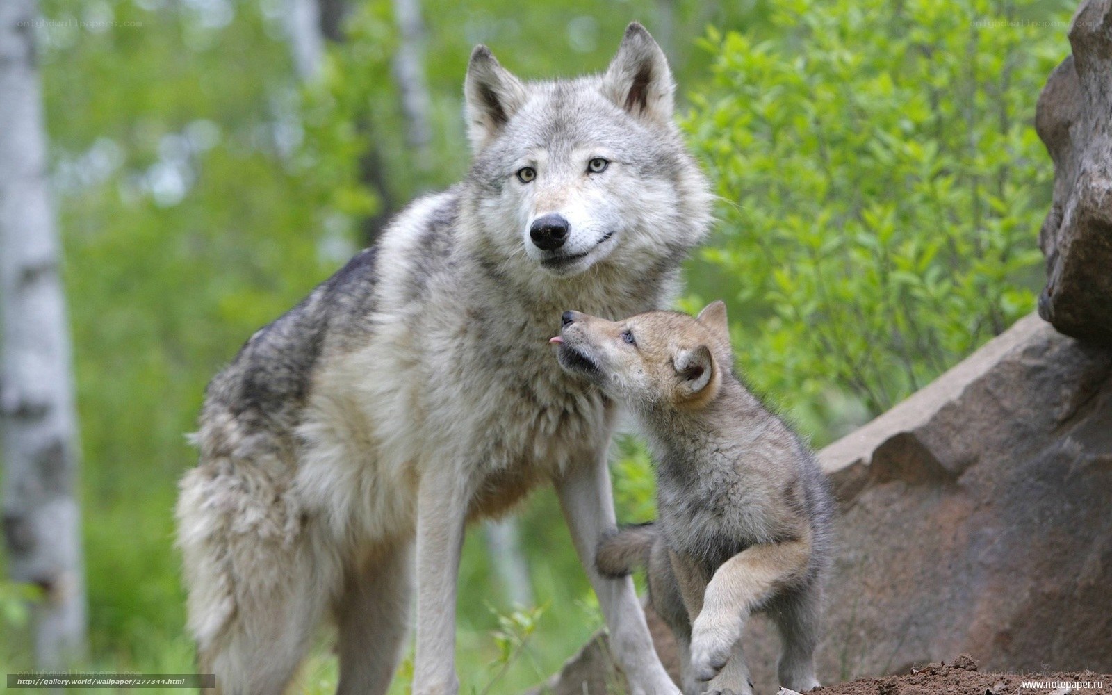 Wolf and its pup in forest