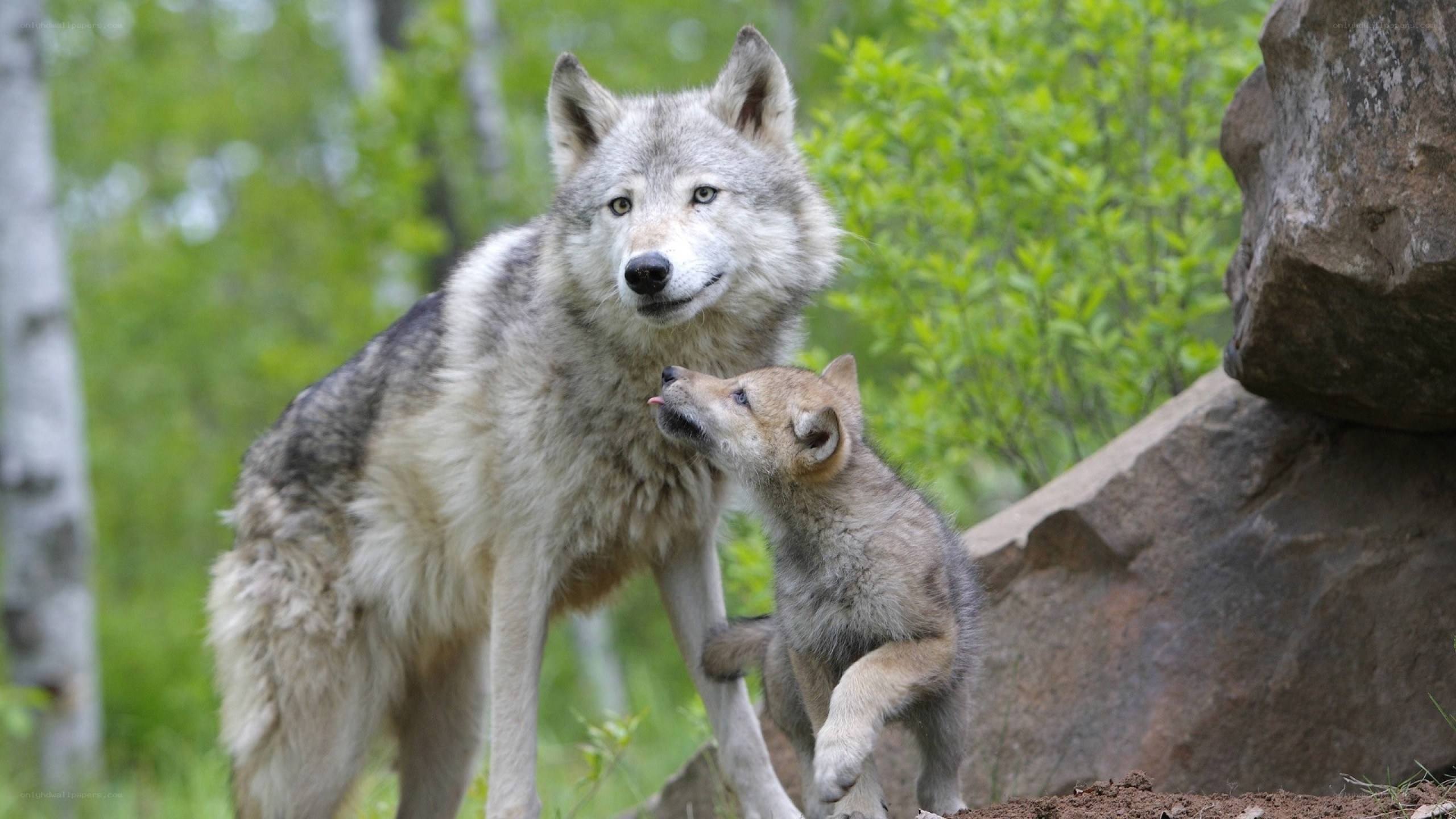 Wolf and its pup in forest
