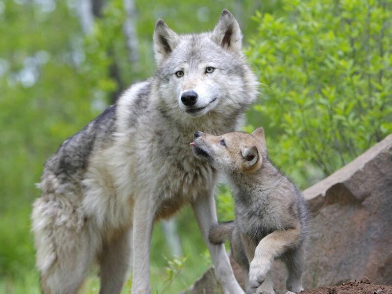 Wolf and its pup in forest