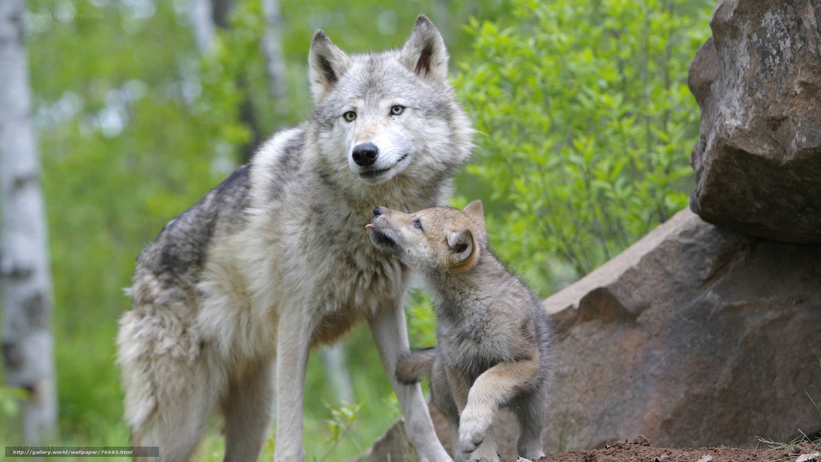 Wolf and its pup in forest