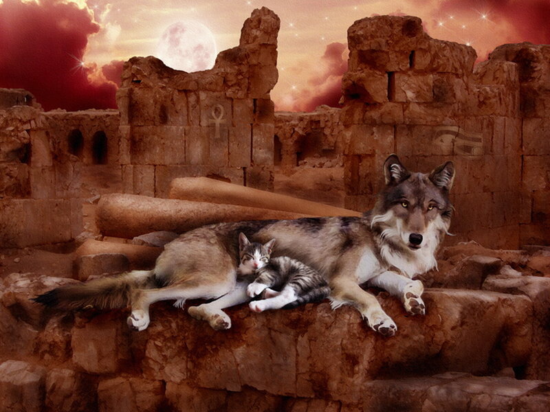 Wolf and Kitten — Brown