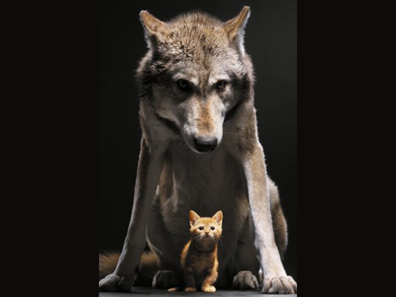 Wolf and Kitten