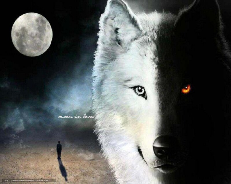 wolf and moon in love