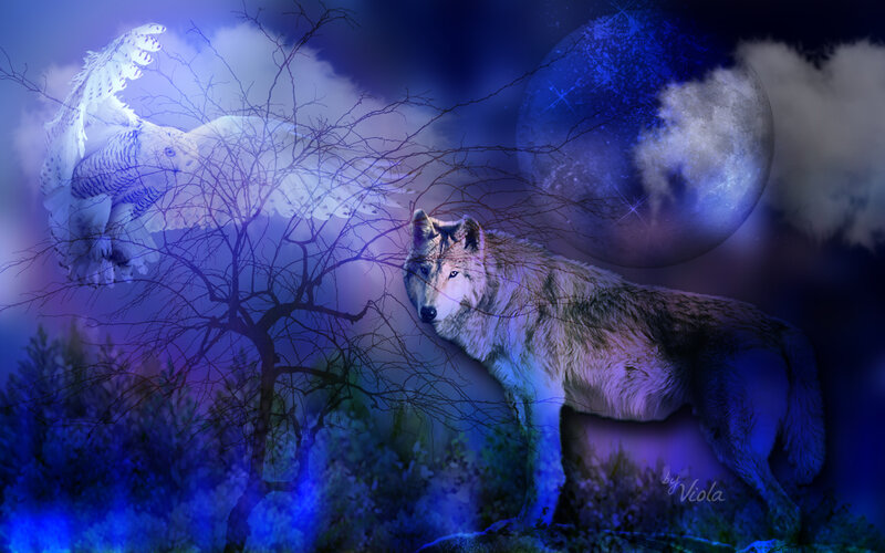 Wolf and Owl in Night