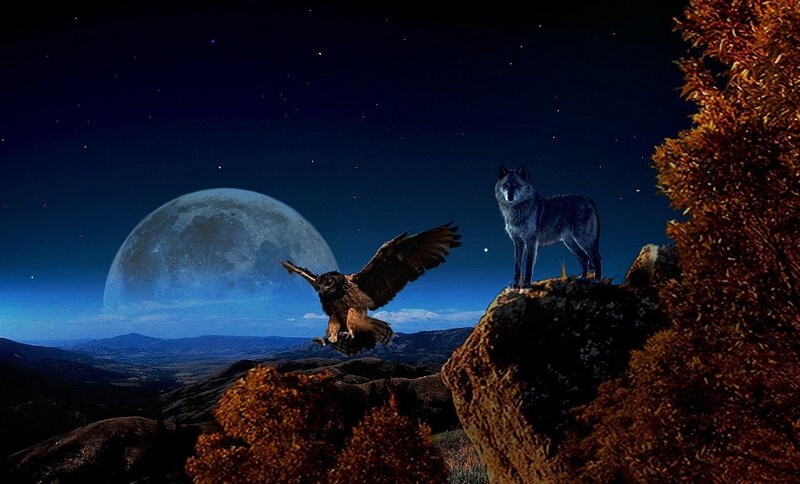 Wolf and Owl on Cliff