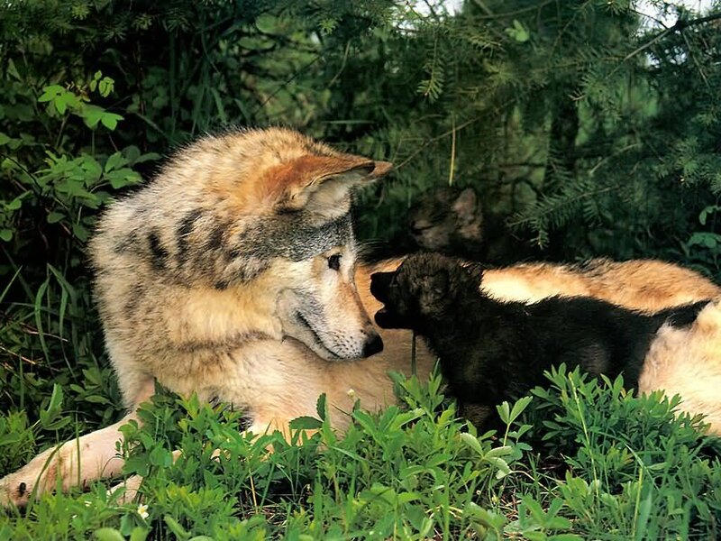 Wolf and Pup — Green, Calm, Afternoon