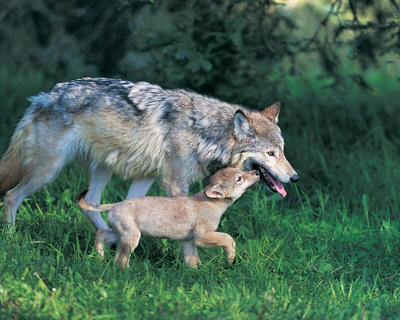 Wolf and Pup — Green, Natural